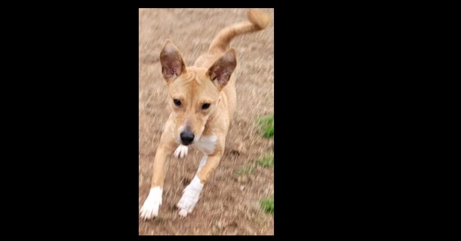 Luz, Adoptable, Adult Female Mixed Breed.