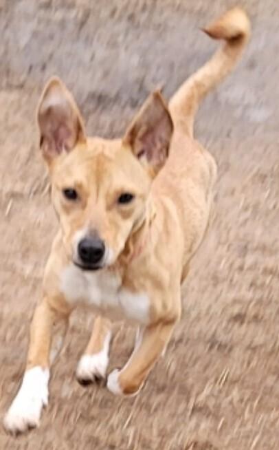 Enlarge Luz, a Adoptable mixed breed in Dallas, TX image 2/2