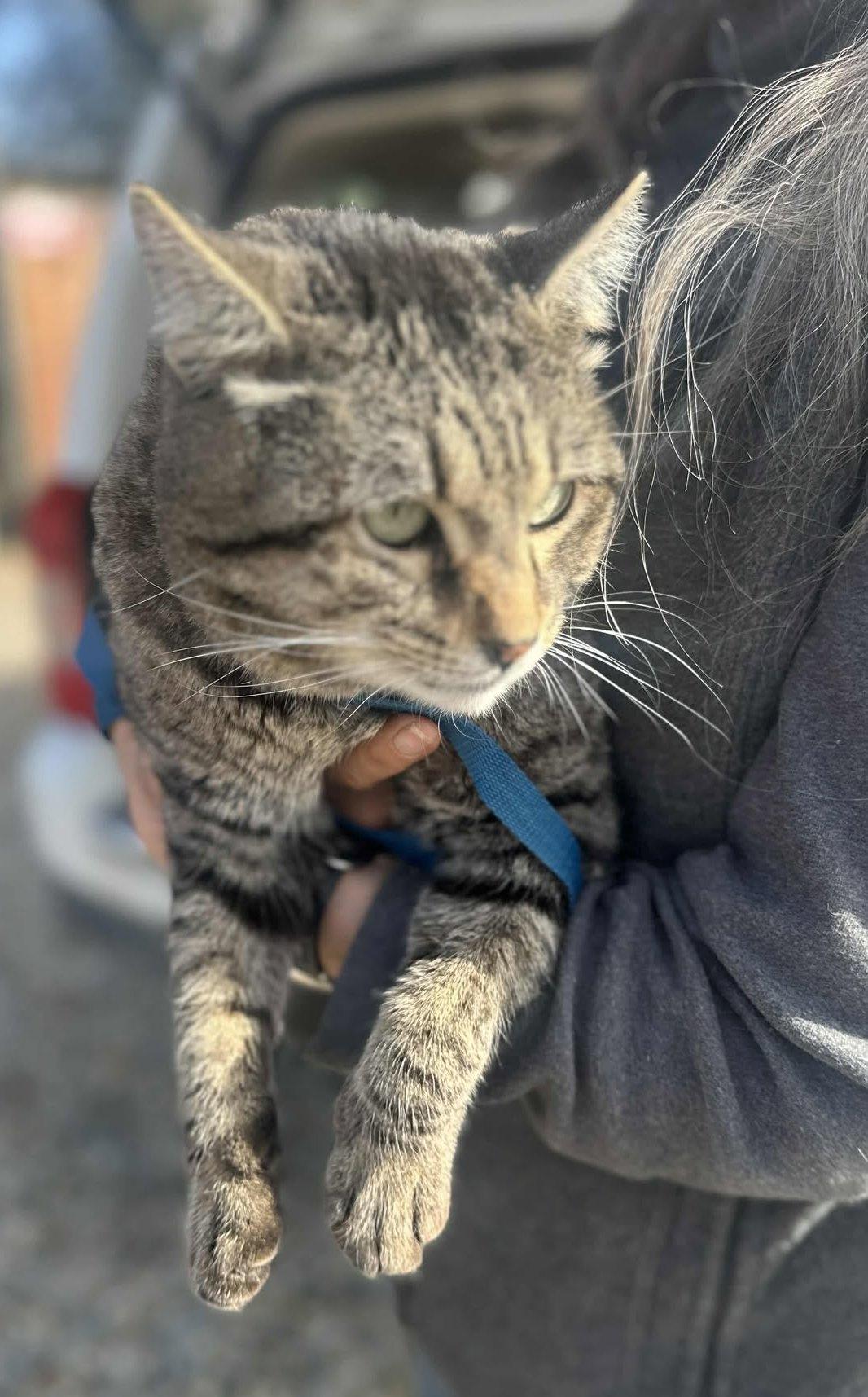 Fennec , a ADOPTABLE Tabby in Provo, UT image 2/6