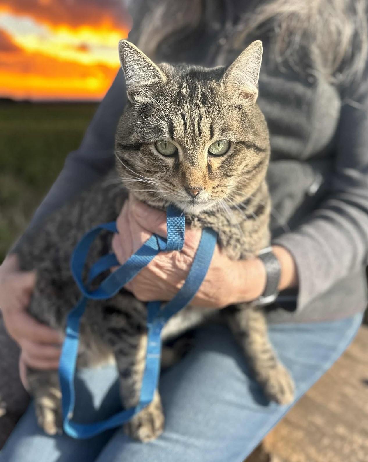 Fennec , a ADOPTABLE Tabby in Provo, UT image 5/6