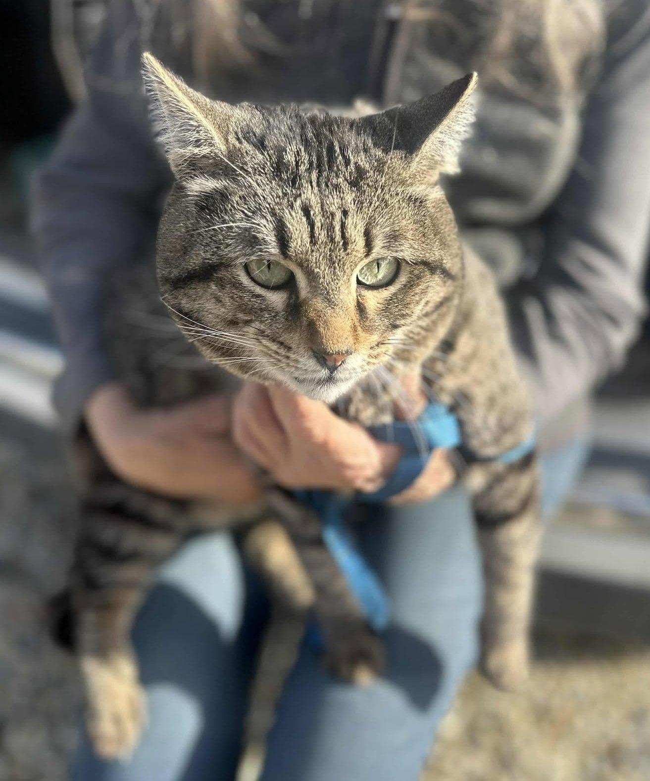 Fennec , ADOPTABLE, Adult Male Tabby.