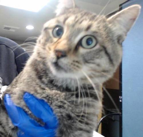 Fennec , a ADOPTABLE Tabby in Provo, UT image 6/6