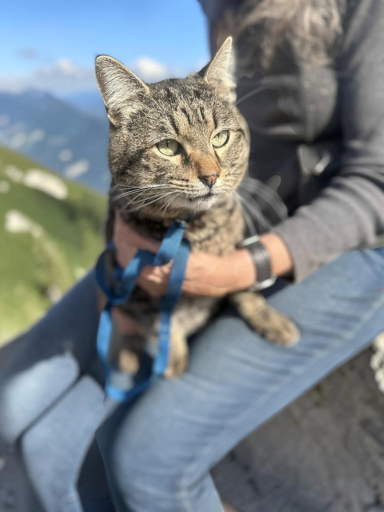Fennec , a ADOPTABLE Tabby in Provo, UT image 4/6