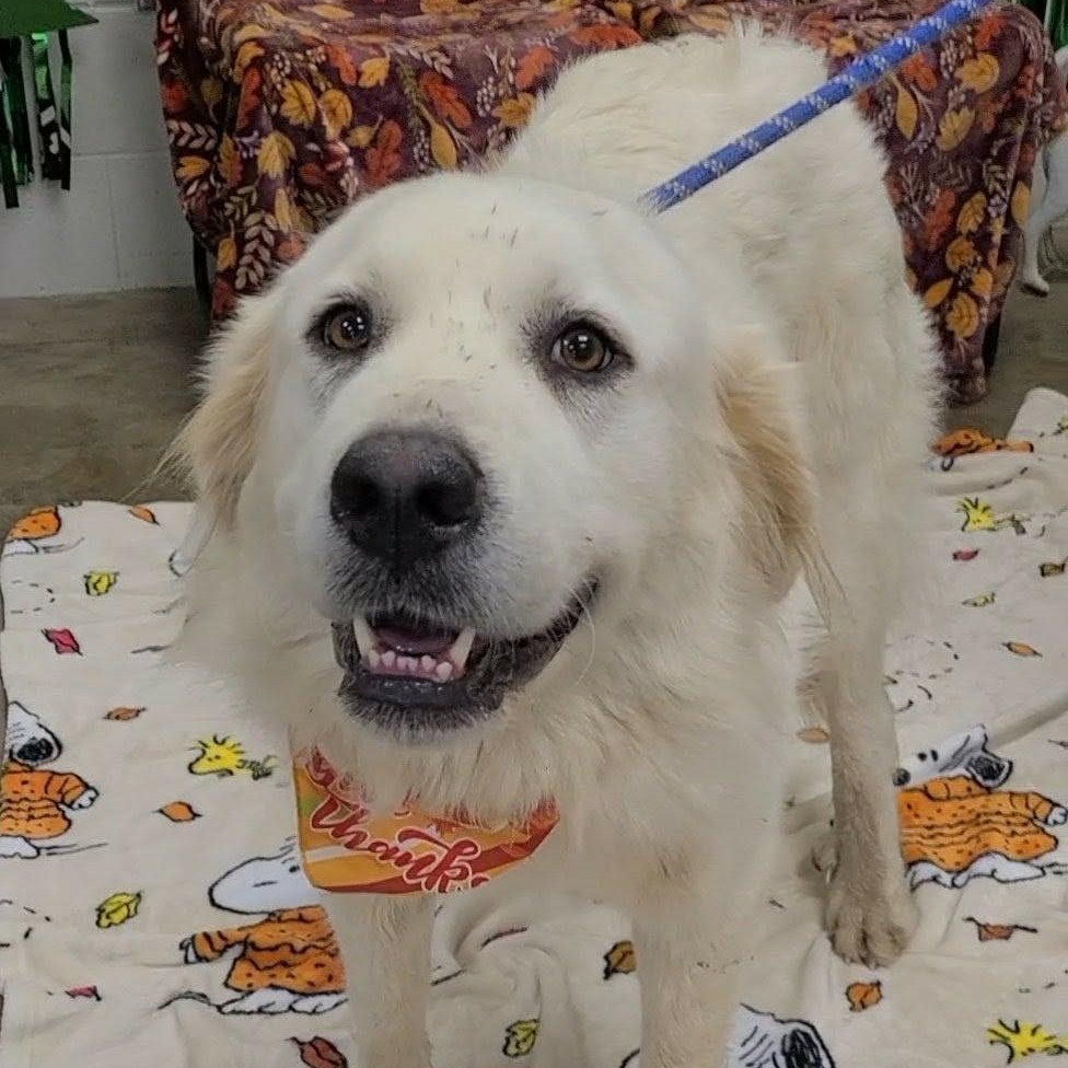 Wildflower, Adoptable, Young Female Great Pyrenees.