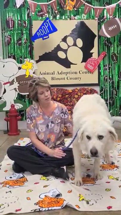 Enlarge Wildflower, a Adoptable mixed breed in Woolwich, ME video 5/5
