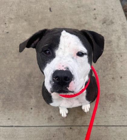 Quill, Adoptable, Adult Male Mixed Breed & Mixed Breed.