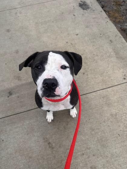 Quill, a Adoptable mixed breed in Twinsburg, OH image 2/2