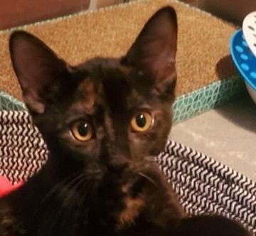 Zumba (+ Sibling), Adoptable, Young Female Domestic Short Hair.