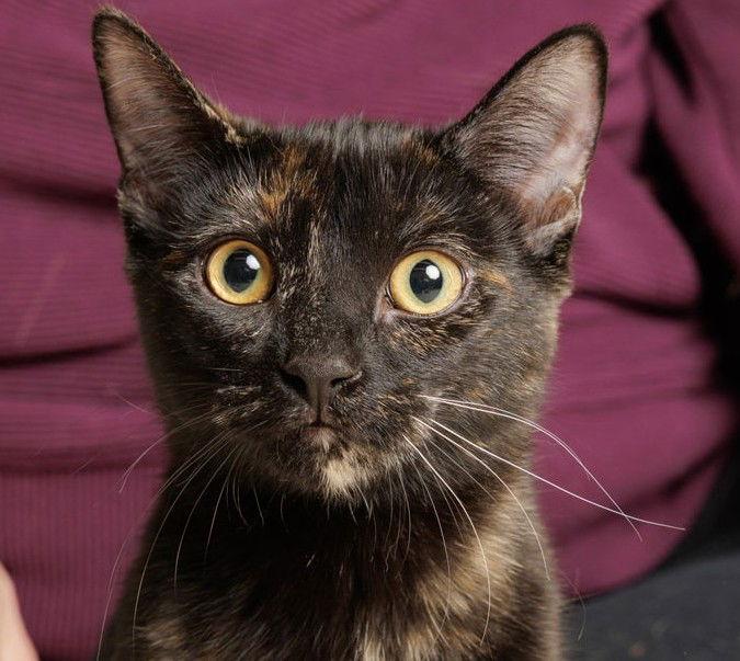 Enlarge Zumba (+ Sibling), a Adoptable Domestic Short Hair in Richmond Hill, ON image 1/3