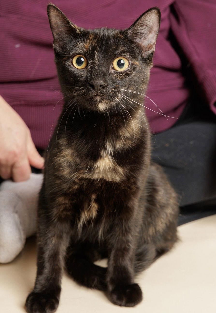 Enlarge Zumba (+ Sibling), a Adoptable Domestic Short Hair in Richmond Hill, ON image 2/3