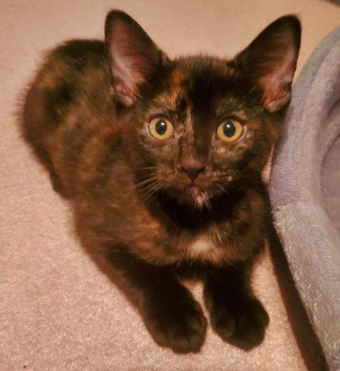 Enlarge Zumba (+ Sibling), a Adoptable Domestic Short Hair in Richmond Hill, ON image 3/3