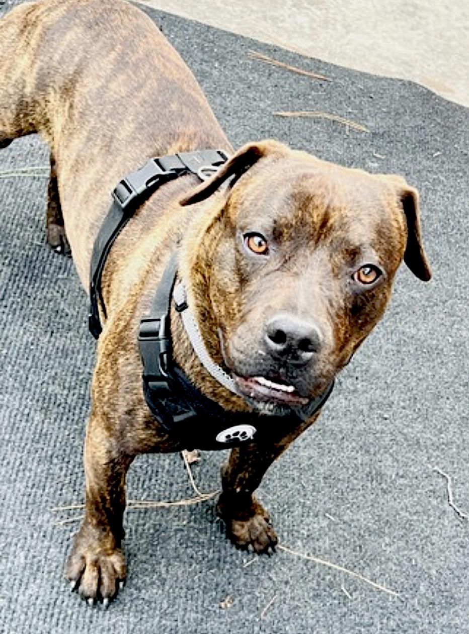 Bean — thumbnail 4