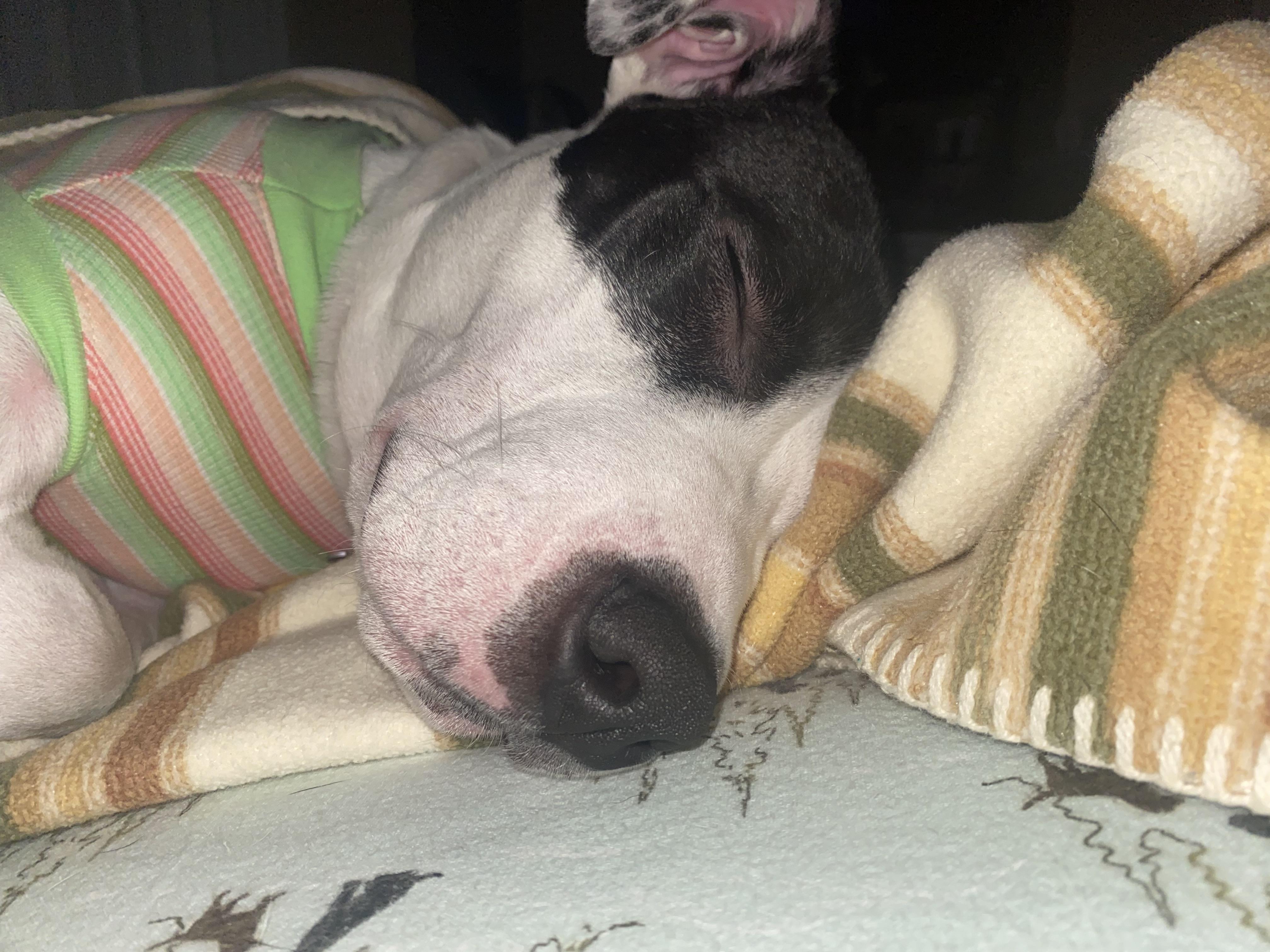 Enlarge Bianca, a Adoptable mixed breed in St. Clair Shores, MI image 1/5