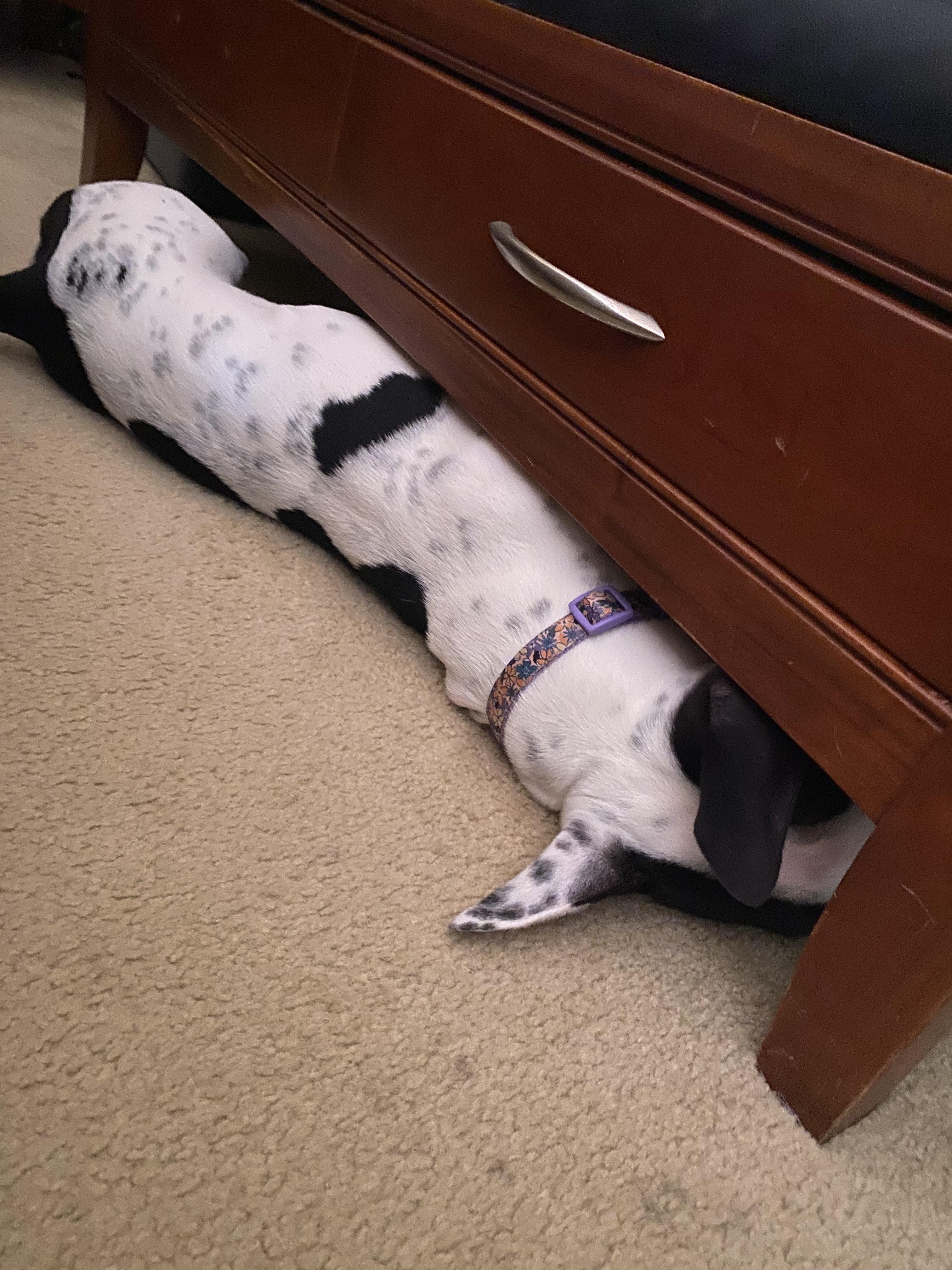 Enlarge Bianca, a Adoptable mixed breed in St. Clair Shores, MI image 2/5