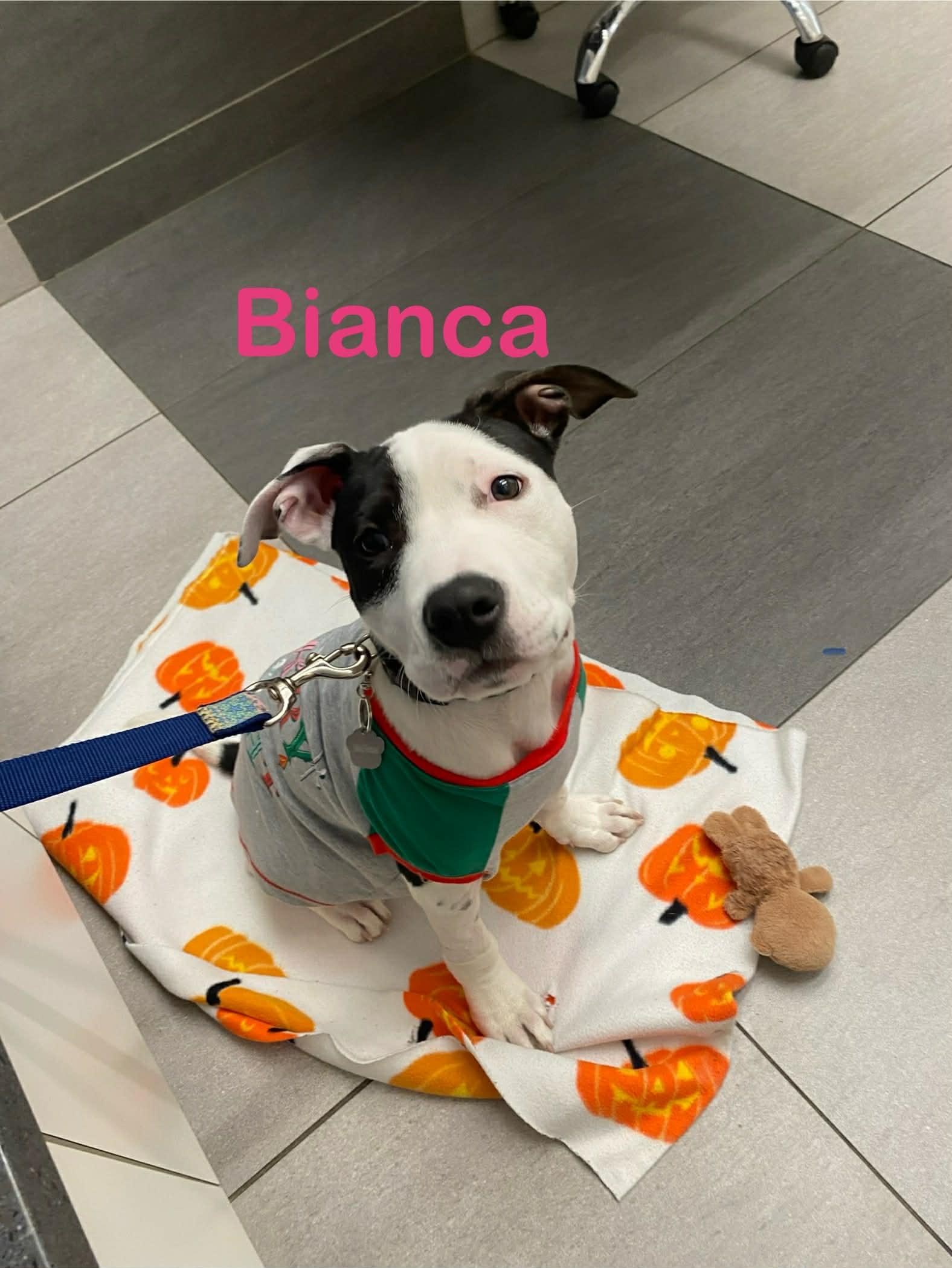 Enlarge Bianca, a Adoptable mixed breed in St. Clair Shores, MI image 3/5