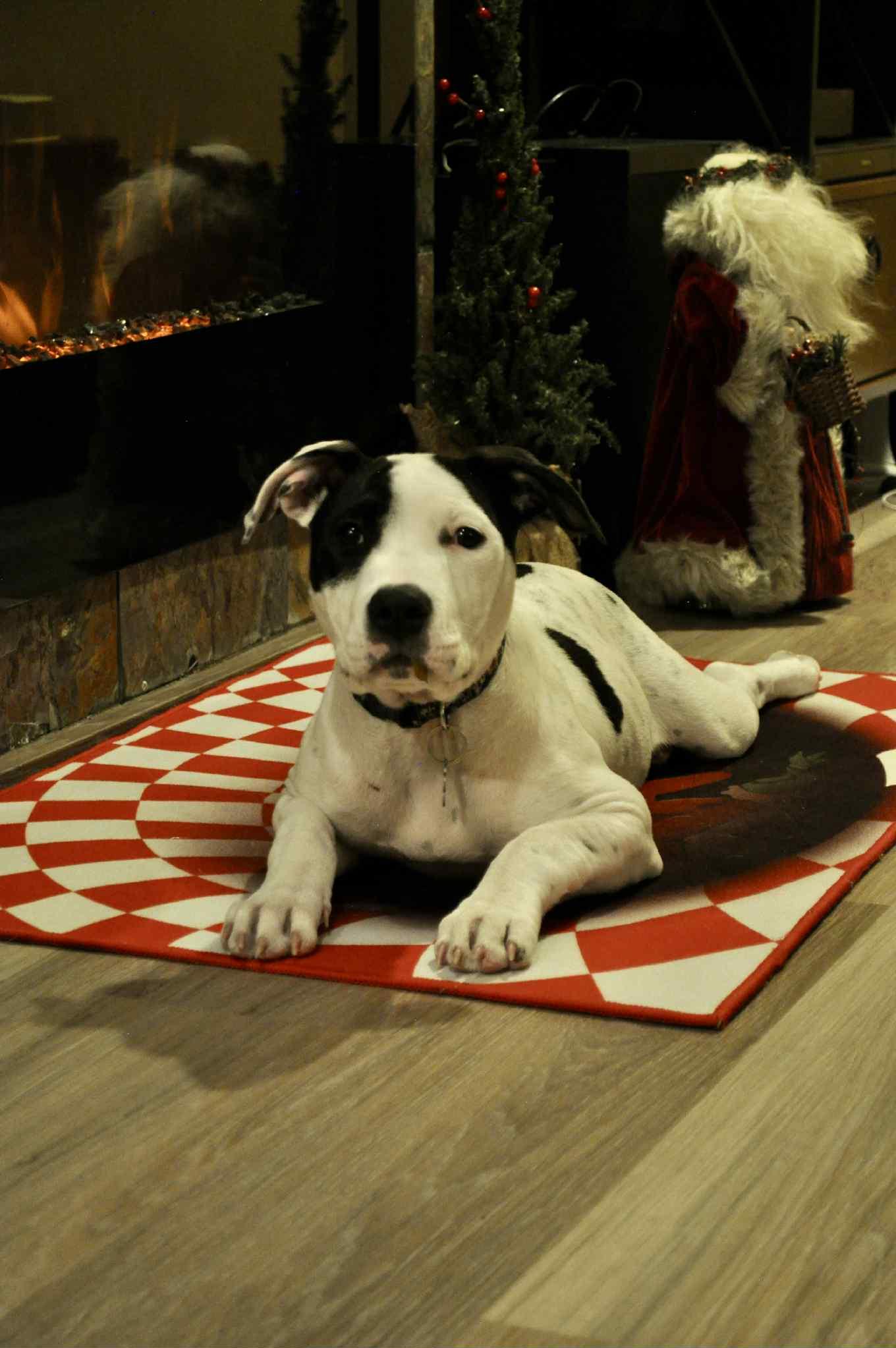 Enlarge Bianca, a Adoptable mixed breed in St. Clair Shores, MI image 5/5