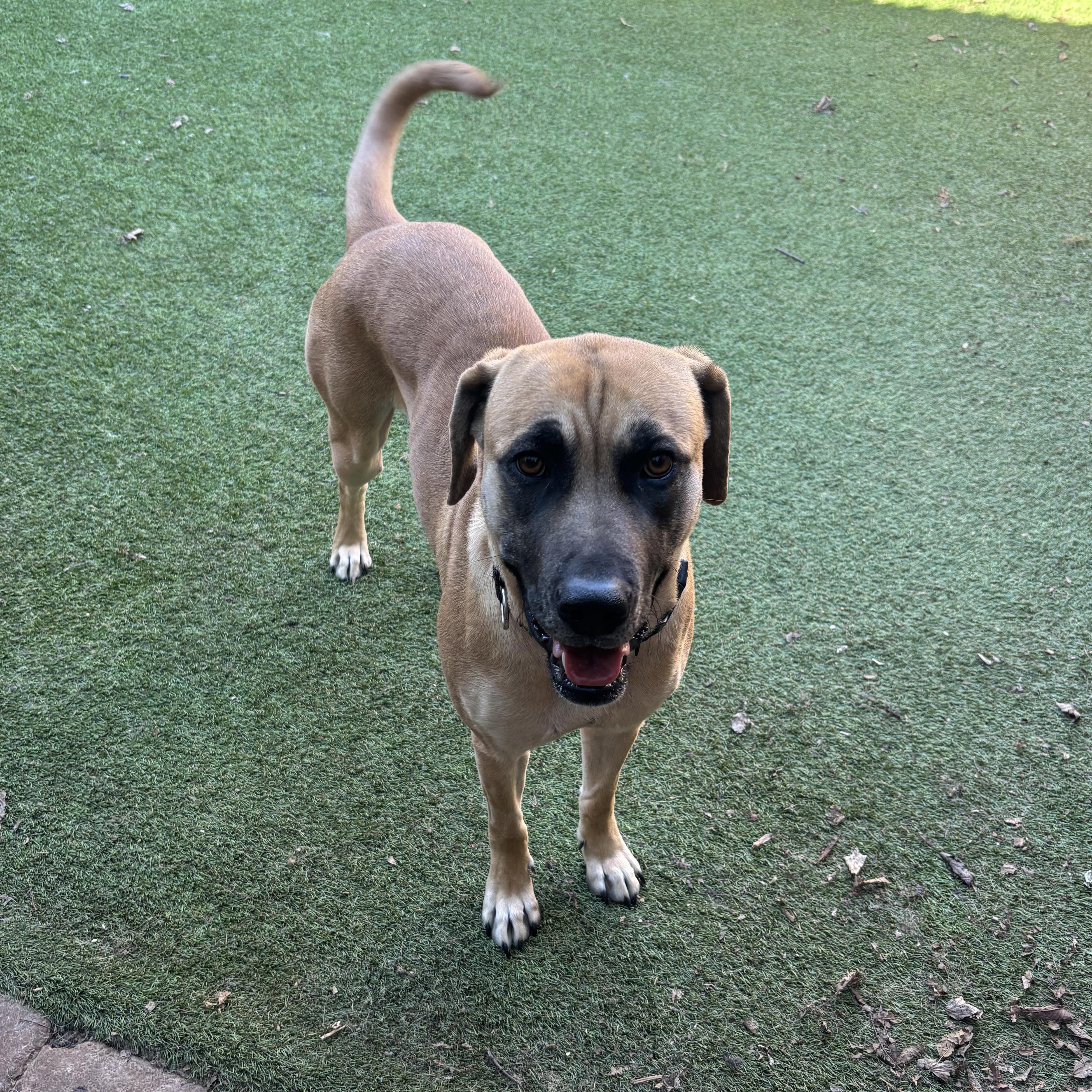 Andrina, an adoptable mixed breed in Suffield, CT image 4/4