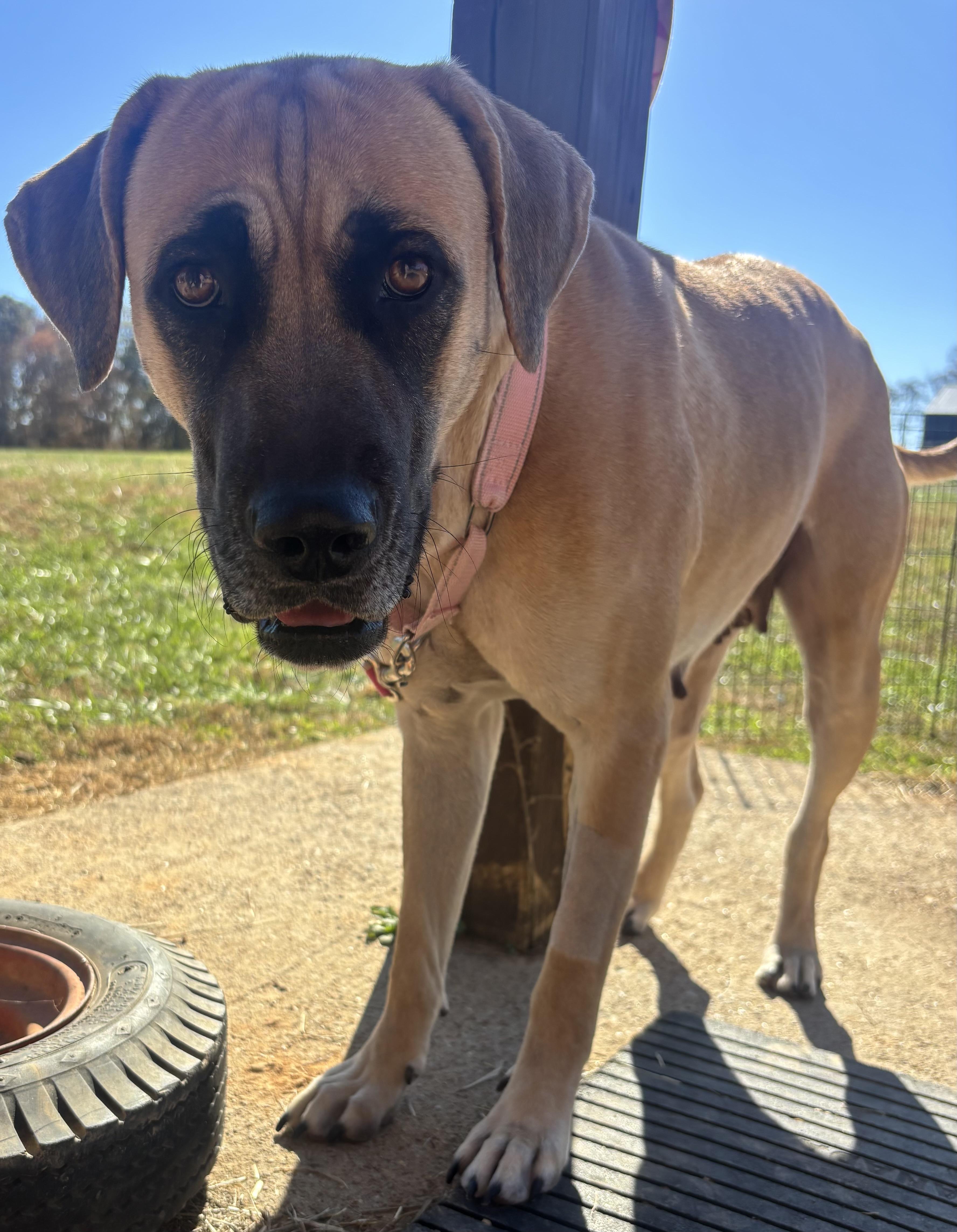Enlarge Andrina, a Adoptable mixed breed in Suffield, CT image 1/1