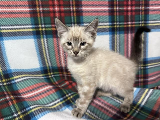 Enlarge Ghost (bonded to Ghoul), a Adopted mixed breed in Brewster, NY image 5/5