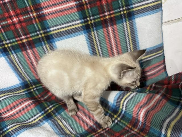 Enlarge Ghost (bonded to Ghoul), a Adopted mixed breed in Brewster, NY image 3/5