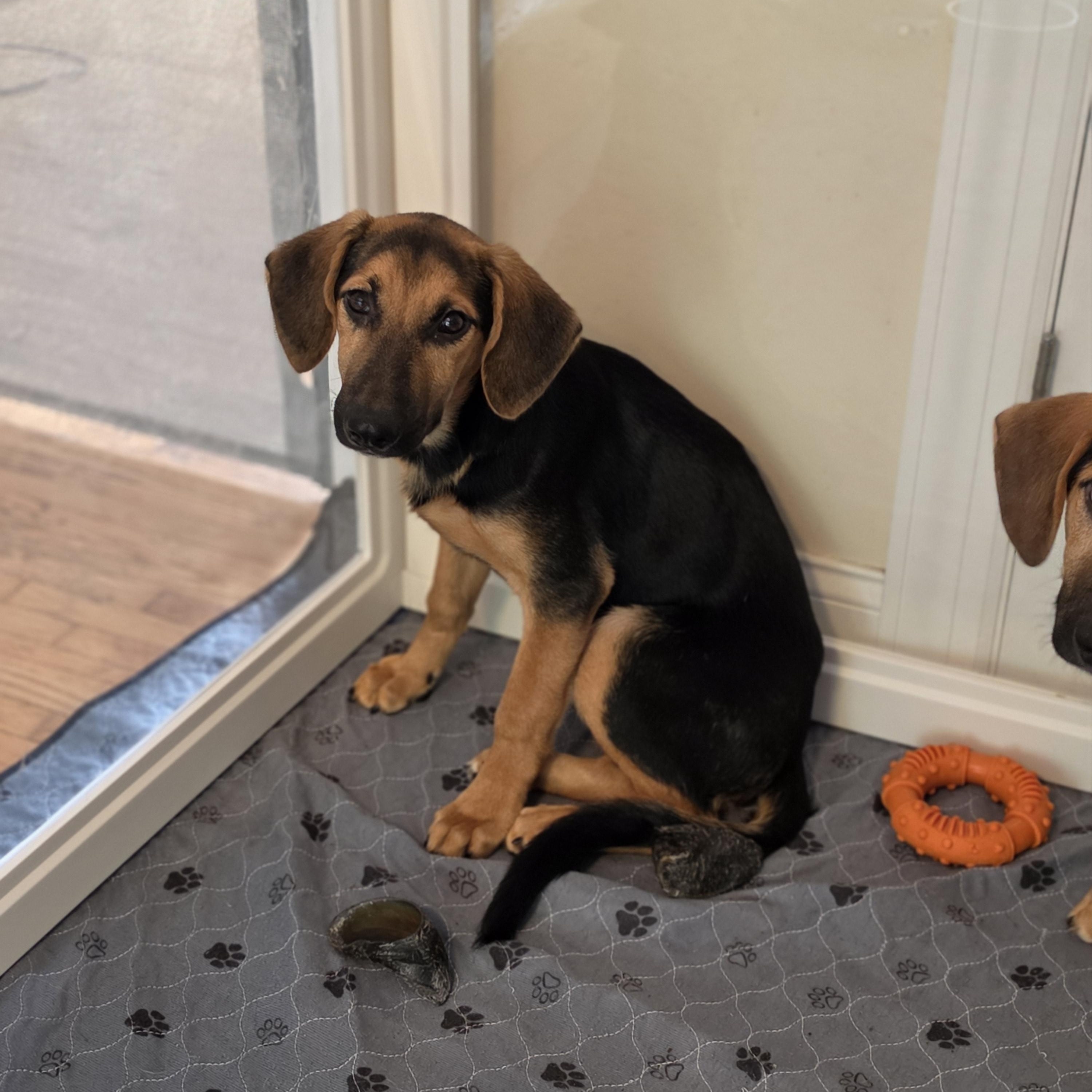 Enlarge Whisper, a Adoptable mixed breed in Blairstown, NJ image 3/4