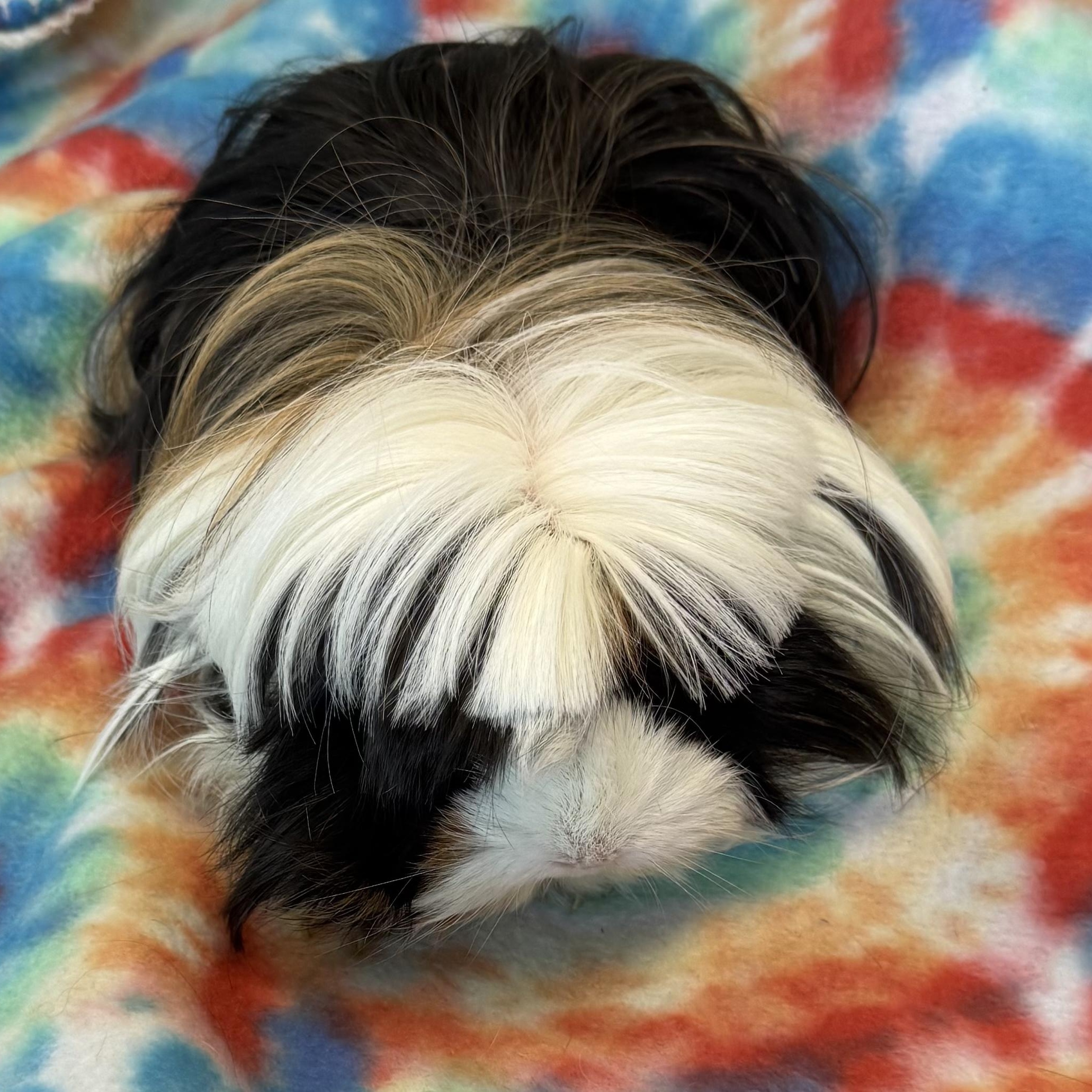 Enlarge Clementine & Cleopatra, a ADOPTABLE Peruvian in San Antonio, TX image 4/4