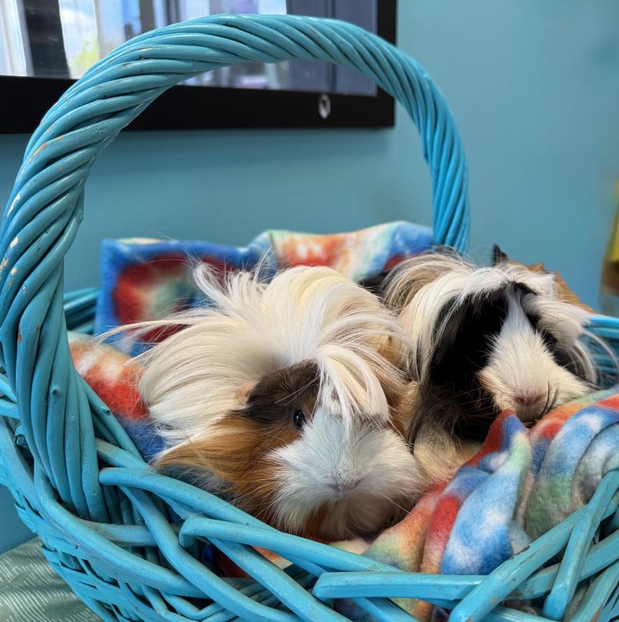 Enlarge Clementine & Cleopatra, a ADOPTABLE Peruvian in San Antonio, TX image 2/4