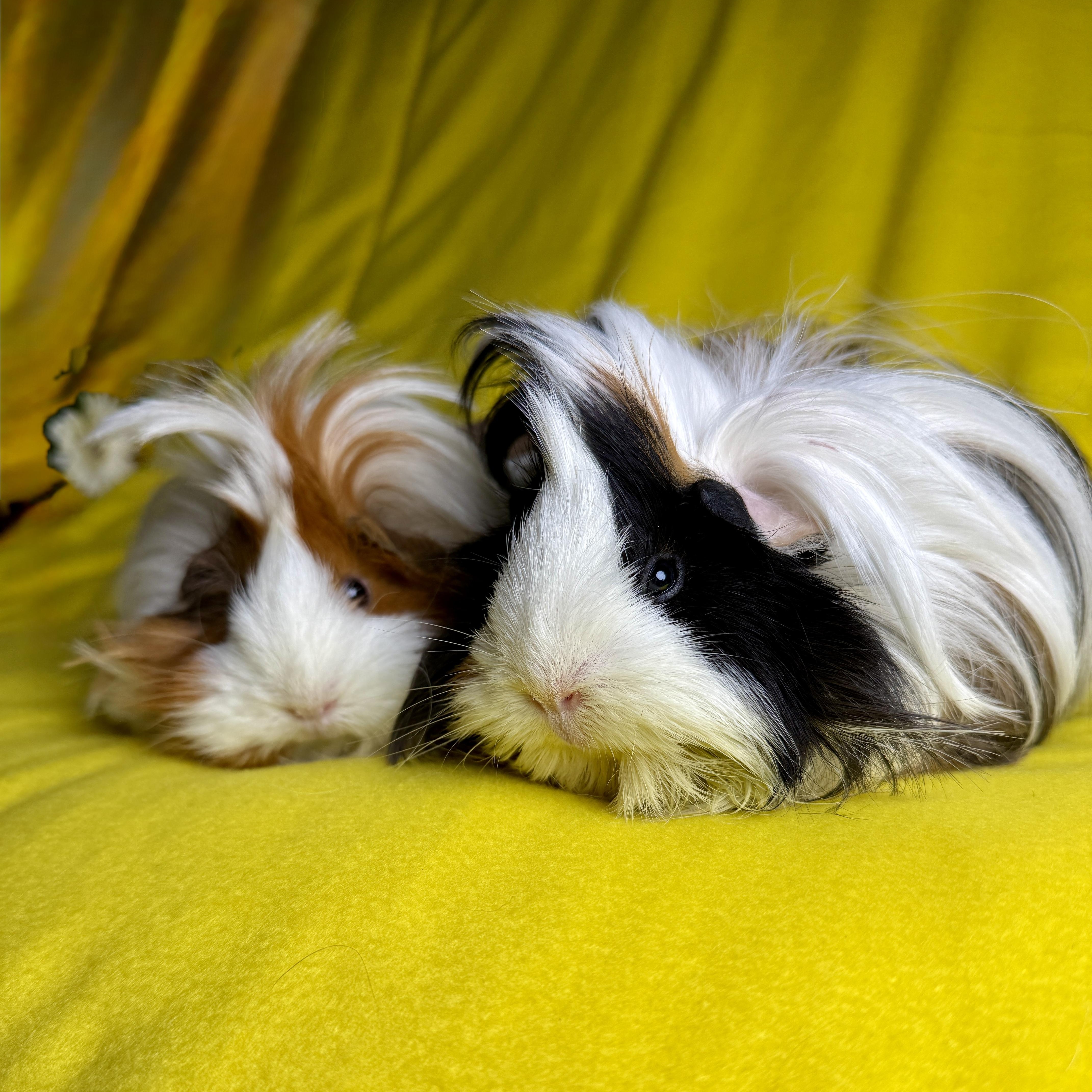 Clementine & Cleopatra, adoptable, Adult Female Peruvian.