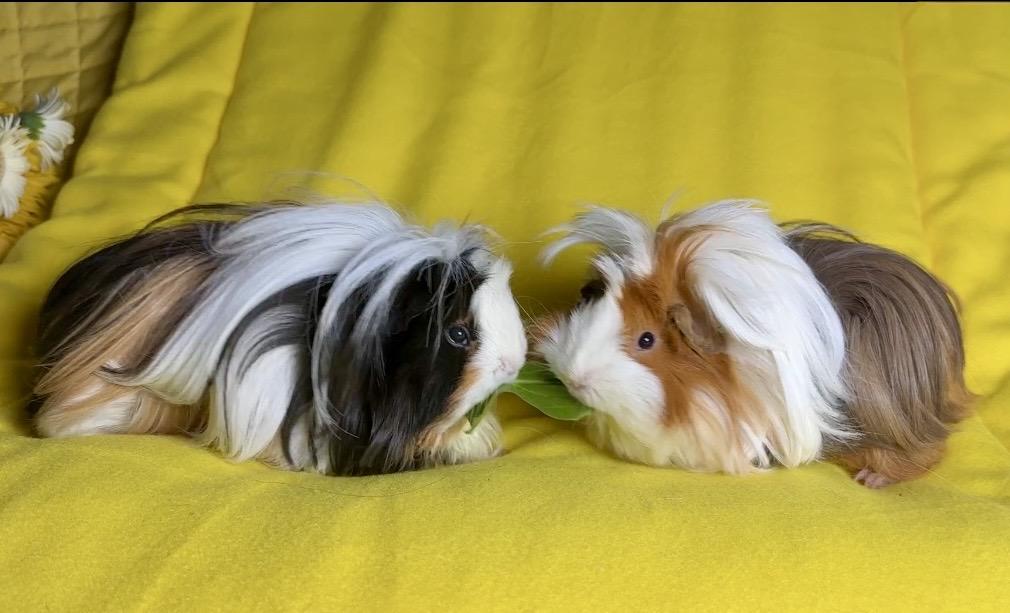 Enlarge Clementine & Cleopatra, an adoptable Peruvian in San Antonio, TX image 5/6