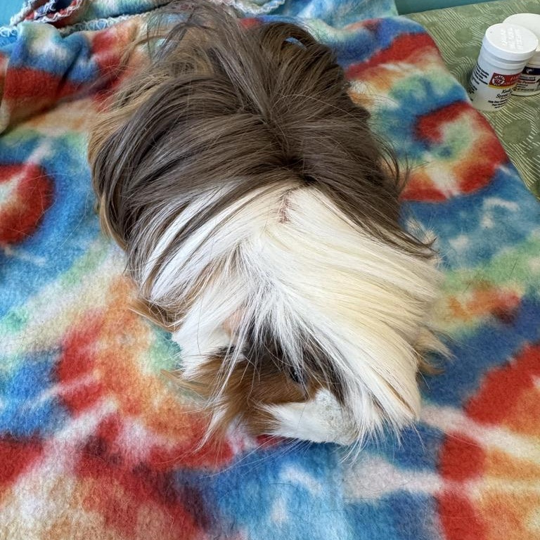 Enlarge Clementine & Cleopatra, a ADOPTABLE Peruvian in San Antonio, TX image 3/4