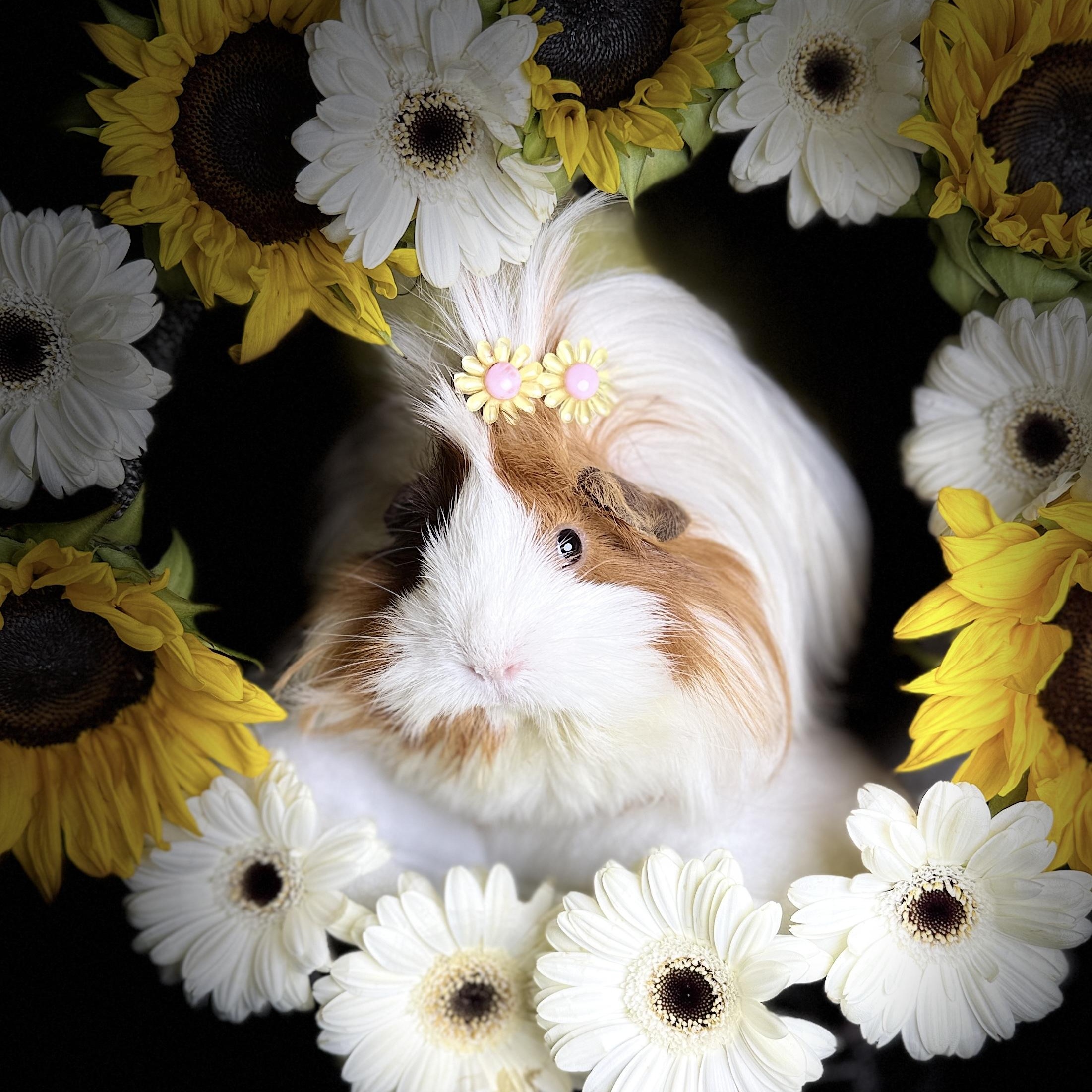 Enlarge Clementine & Cleopatra, an adoptable Peruvian in San Antonio, TX image 3/6