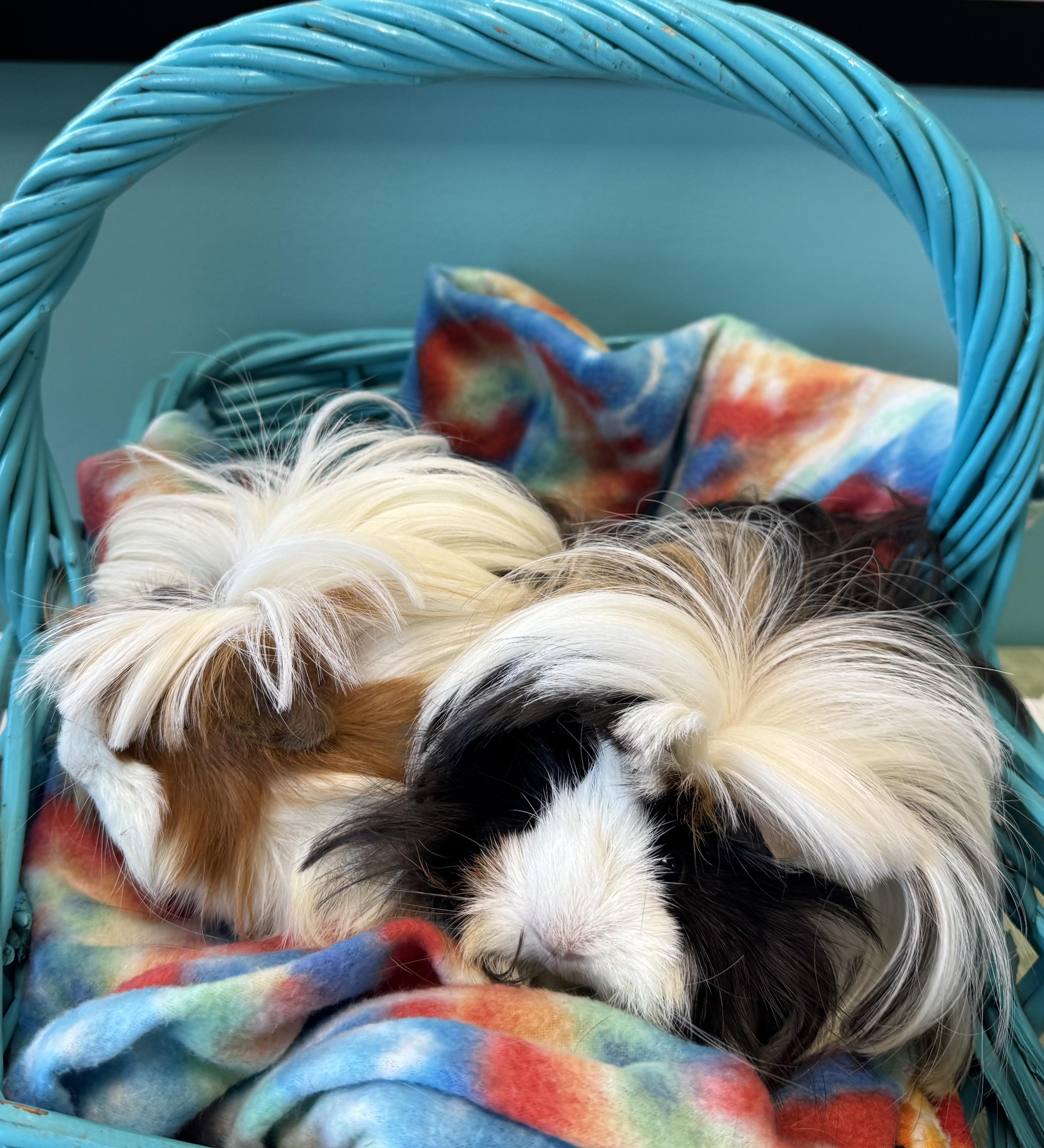 Enlarge Clementine & Cleopatra, a ADOPTABLE Peruvian in San Antonio, TX image 1/4
