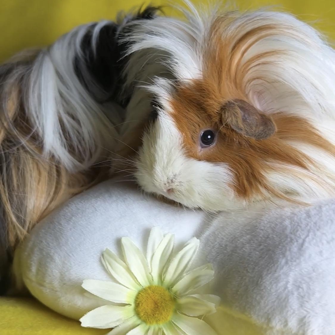 Enlarge Clementine & Cleopatra, an adoptable Peruvian in San Antonio, TX image 6/6
