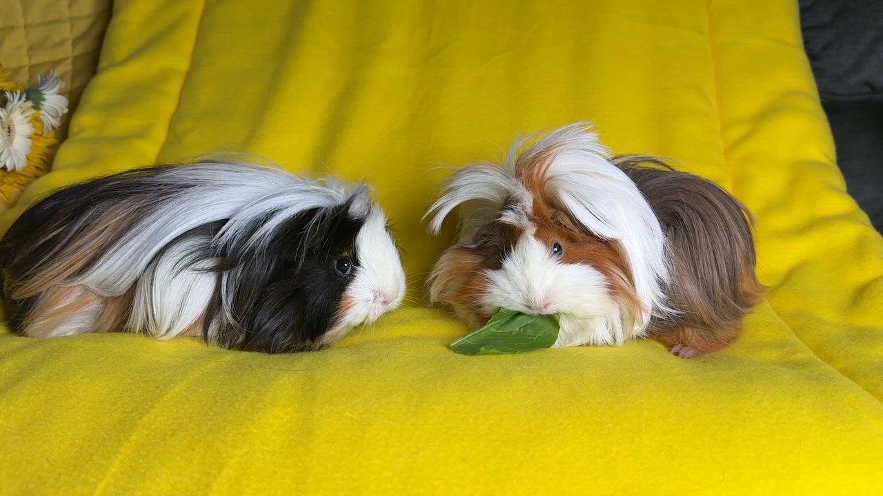 Enlarge Clementine & Cleopatra, an adoptable Peruvian in San Antonio, TX video 4/6