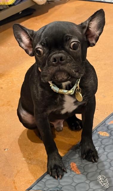 Griffin, Adoptable, Puppy Male Boston Terrier & French Bulldog.