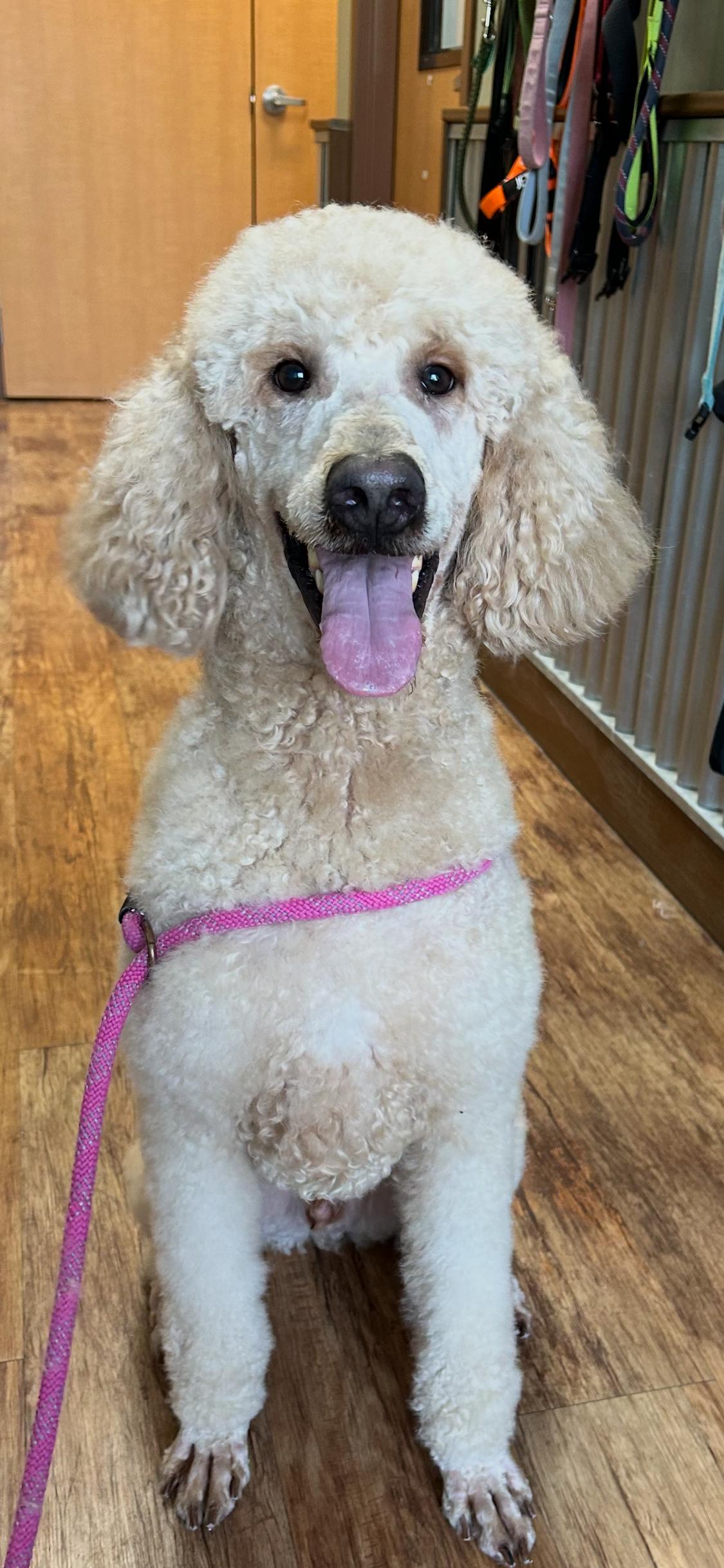 Sicilian spaghetti, Adoptable, Adult Male Goldendoodle.