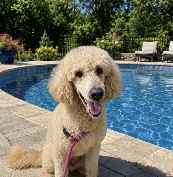 Enlarge Sicilian spaghetti, a Adoptable Goldendoodle in Armada, MI image 2/2