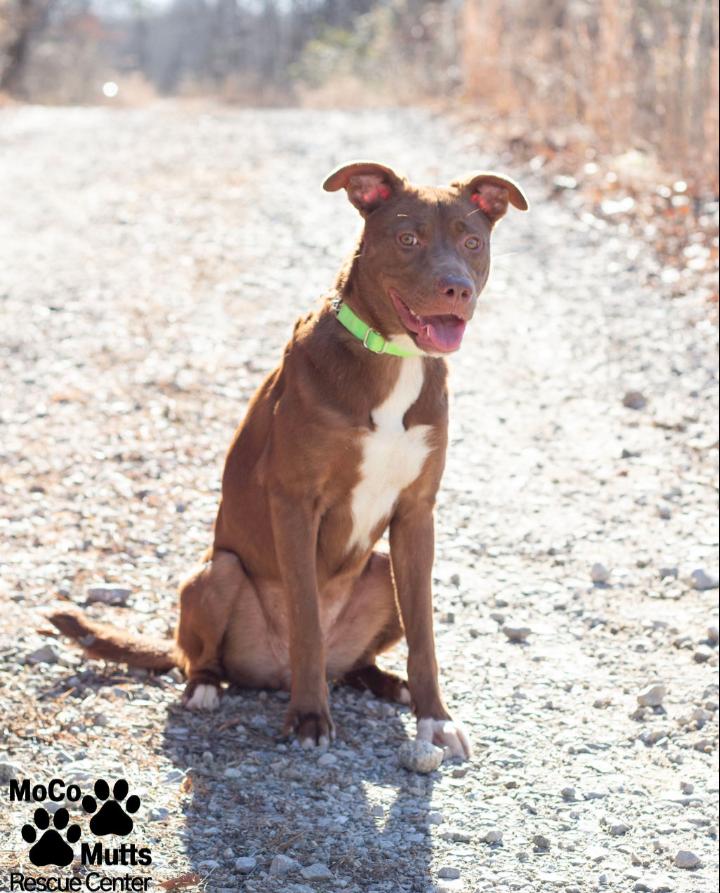 Enlarge Cinnamon, a ADOPTABLE Mixed Breed in Sunbright, TN image 2/2