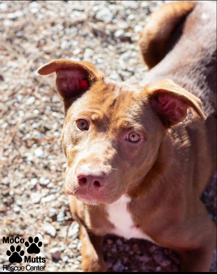 Enlarge Cinnamon, a ADOPTABLE Mixed Breed in Sunbright, TN image 1/2