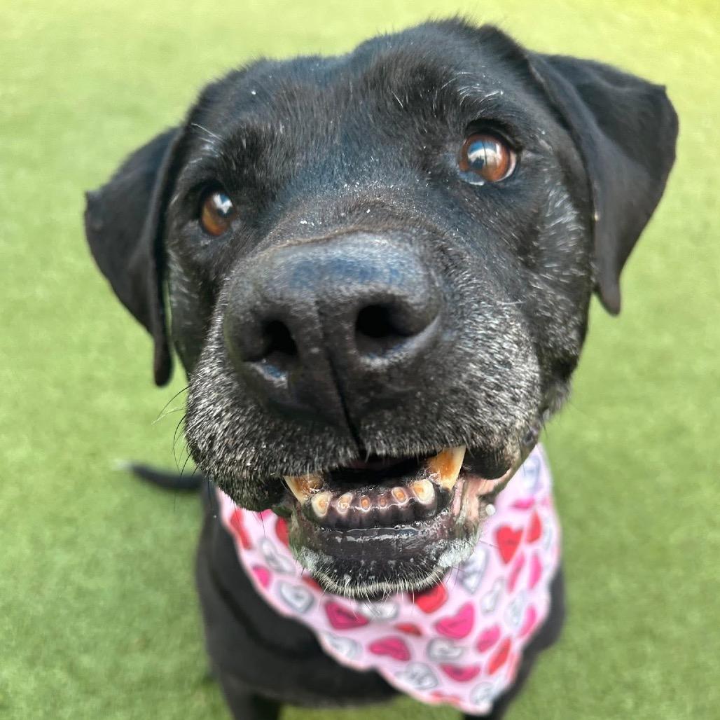 Jingle, Adoptable, Senior Female Black Labrador Retriever & Mixed Breed.