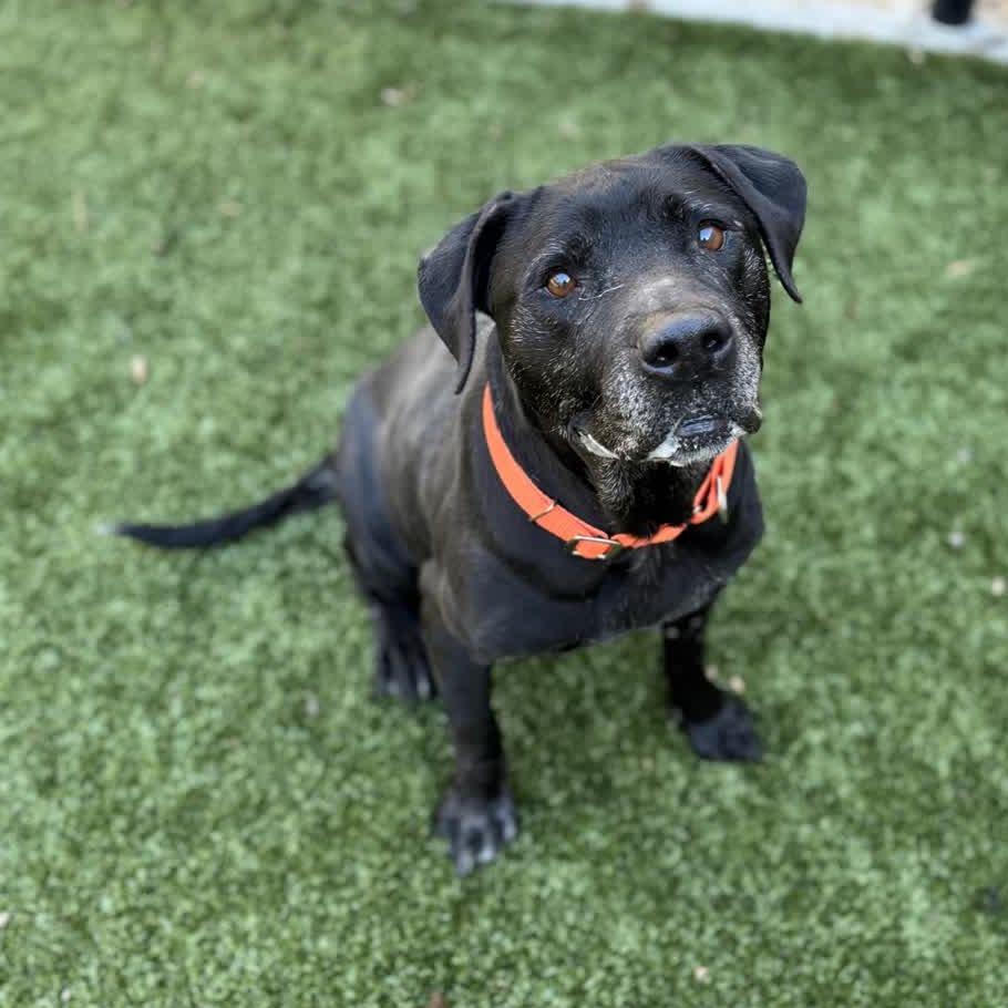 Jingle — thumbnail 2