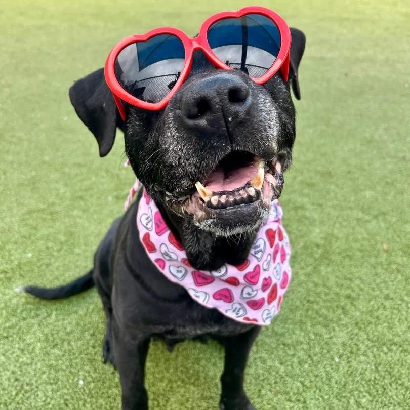 Jingle — thumbnail 4