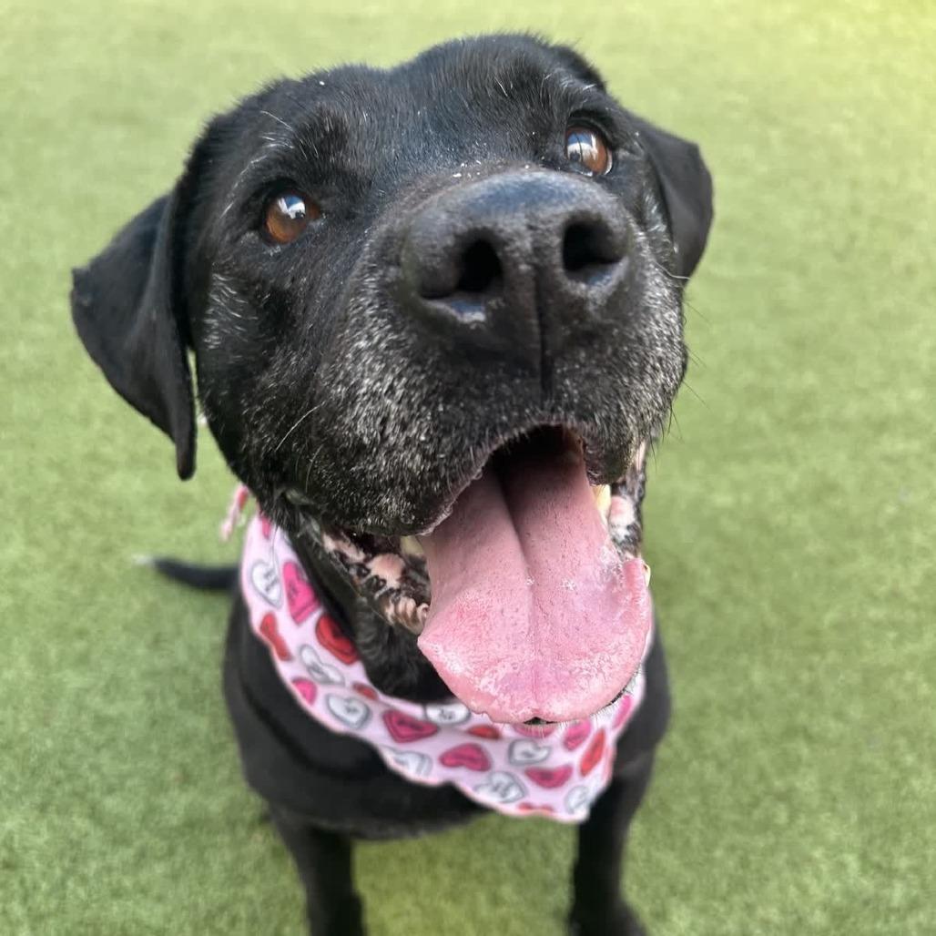 Jingle — thumbnail 5