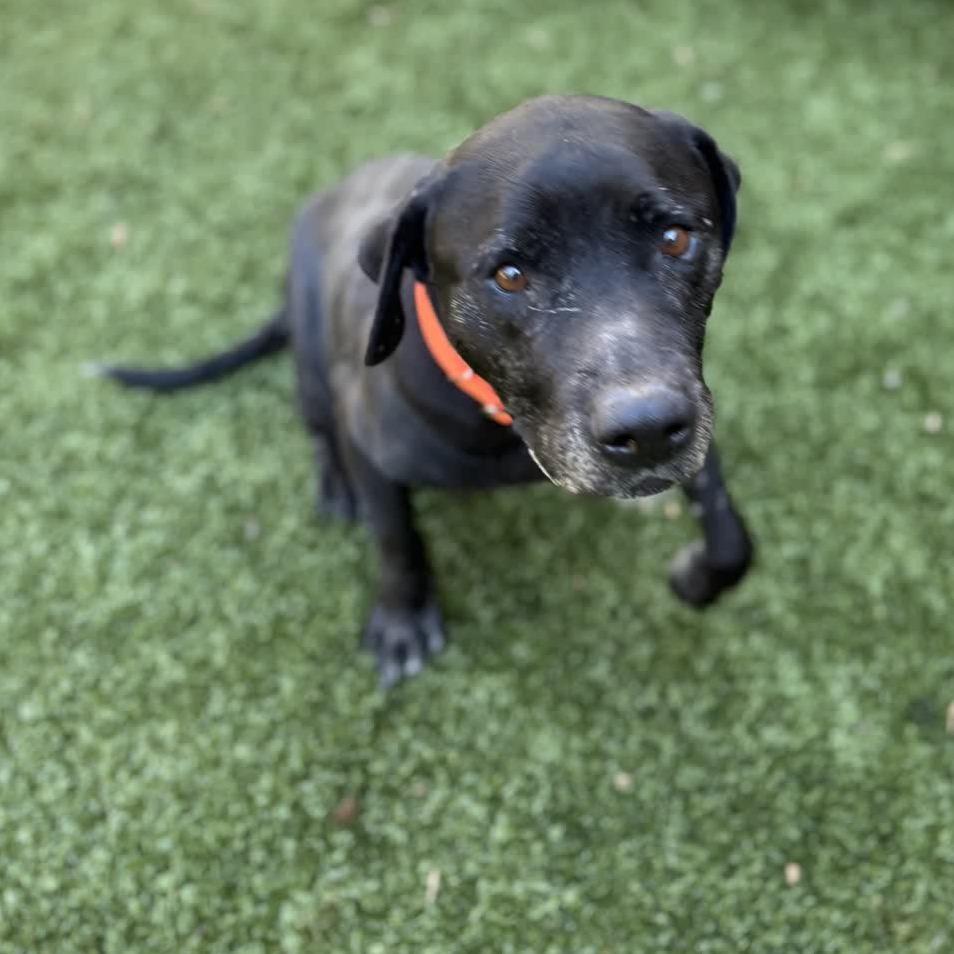 Jingle — thumbnail 6