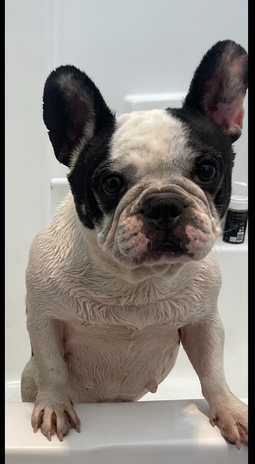 Dottie, Adopted, Adult Female French Bulldog.