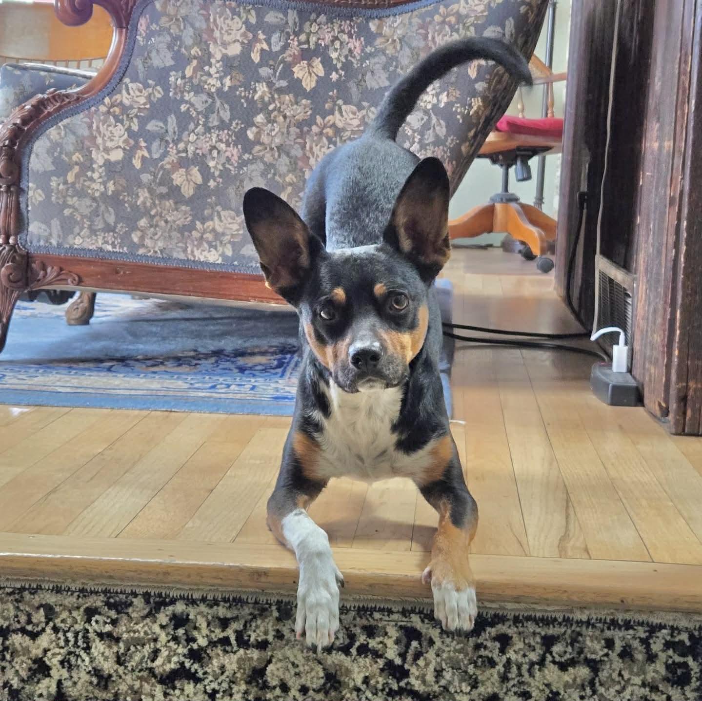 Ziggy, ADOPTABLE, Adult Male Cattle Dog & Rat Terrier.