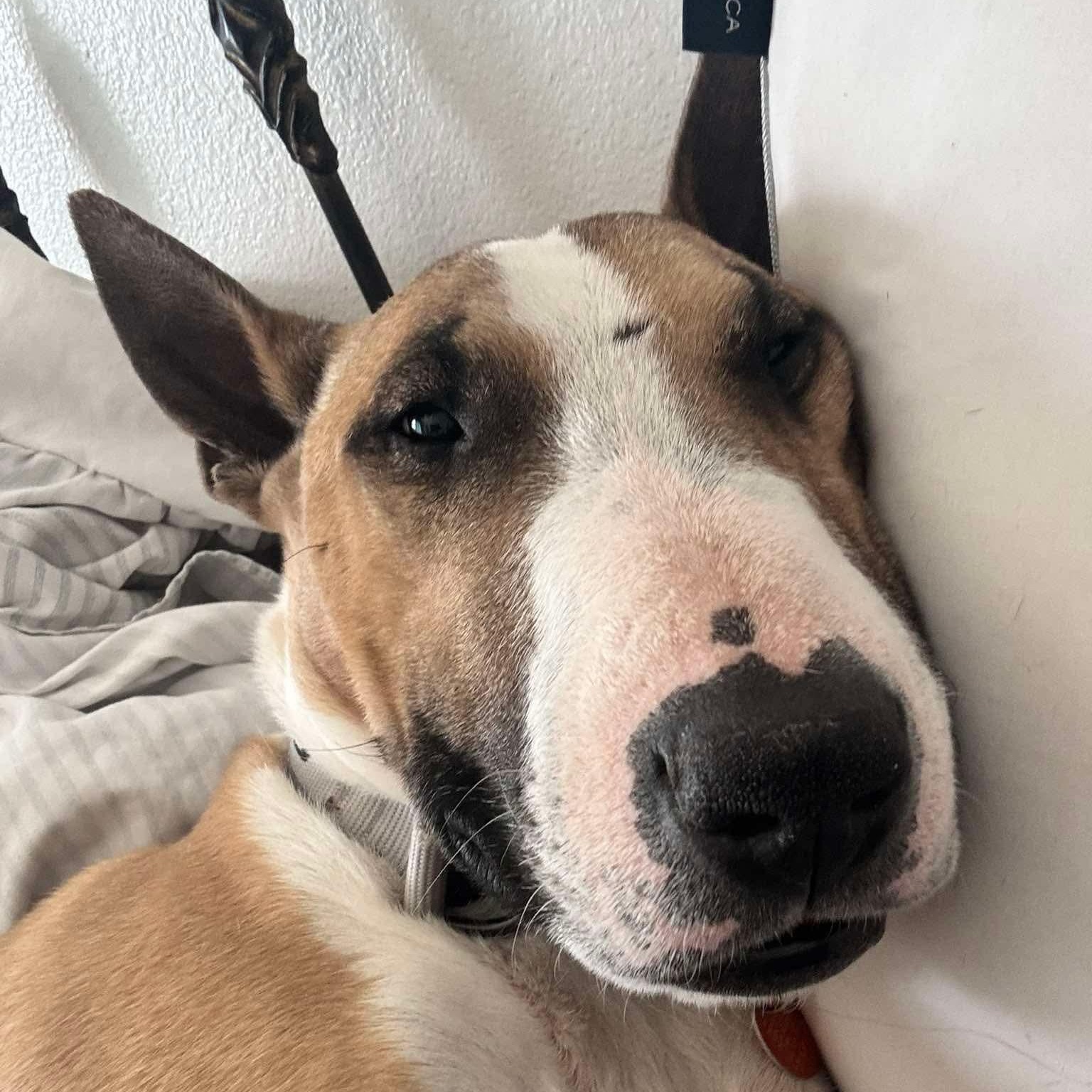 Enlarge Cali, a ADOPTABLE Bull Terrier in Albuquerque, NM image 5/5