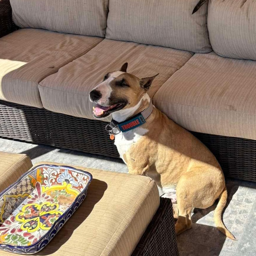 Enlarge Cali, a ADOPTABLE Bull Terrier in Albuquerque, NM image 2/5