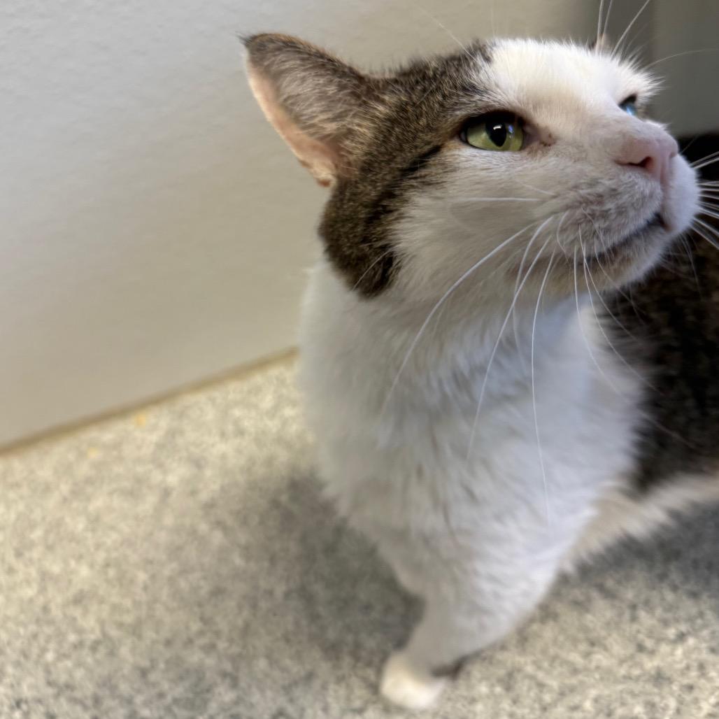 Enlarge Tutu, a Adoptable Domestic Short Hair in Monticello, IA image 6/6