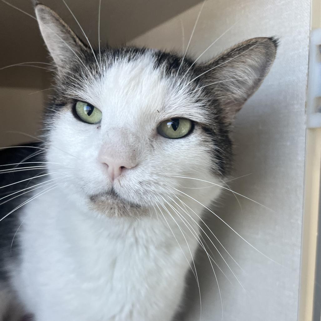 Enlarge Tutu, a Adoptable Domestic Short Hair in Monticello, IA image 2/6